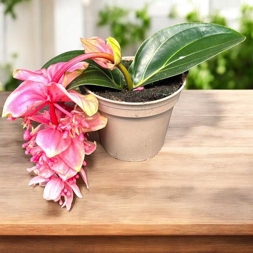 Medinilla magnifica 'Candy'