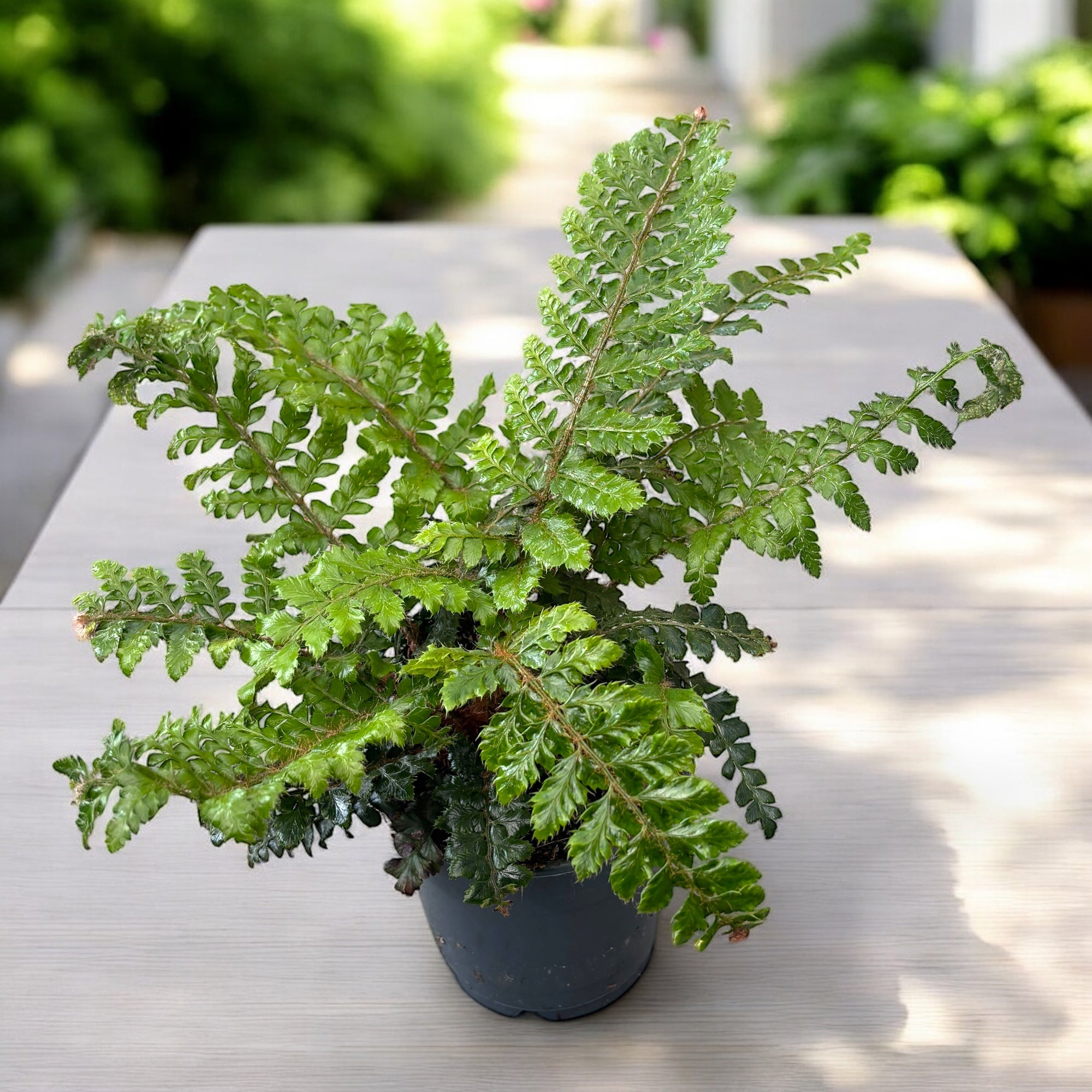 Feriga de gradina - Polystichum polyblepharum