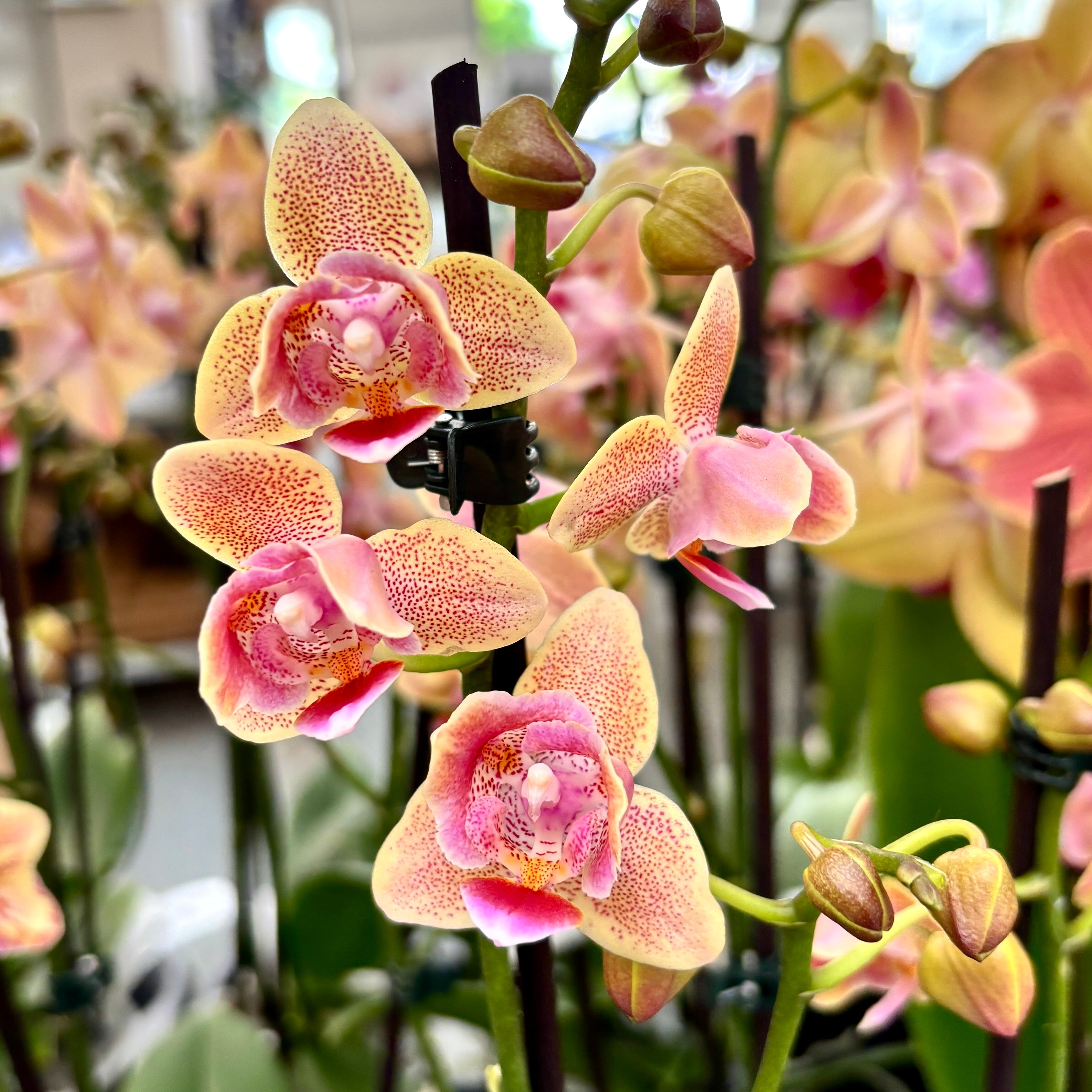 Phalaenopsis Aromio Spicy (pelorica 3lips) - fiori profumati