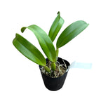 Rlc. Hsinying Scarlet 'Cherry' parfumata