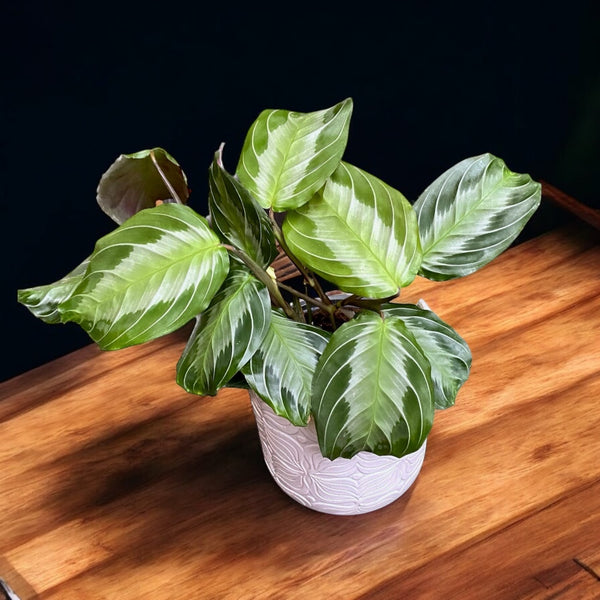 Maranta Leuconeura ‘Gray’ (Silverband)