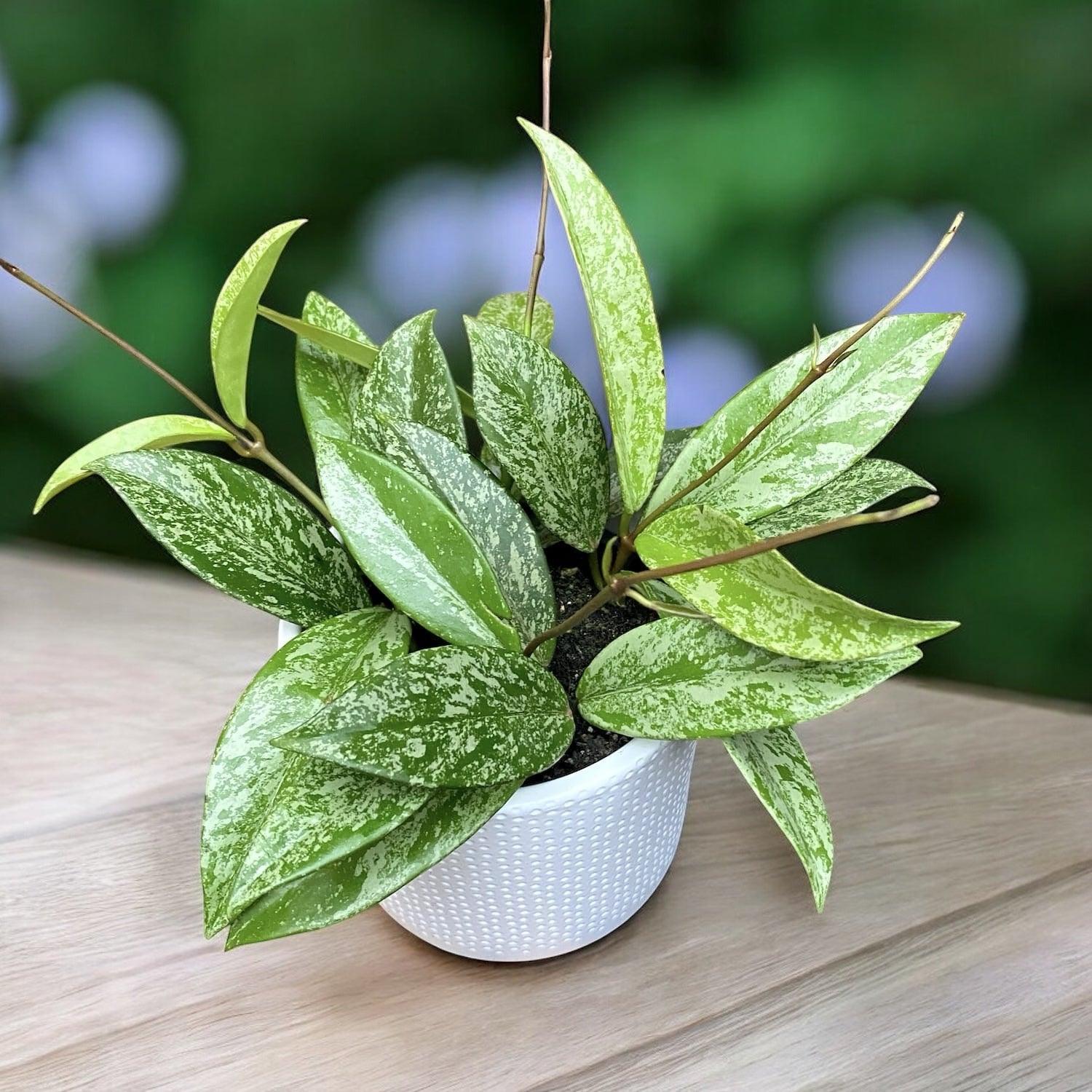 Hoya pubicalyx 'Reva' (super splash) D12 - full pots