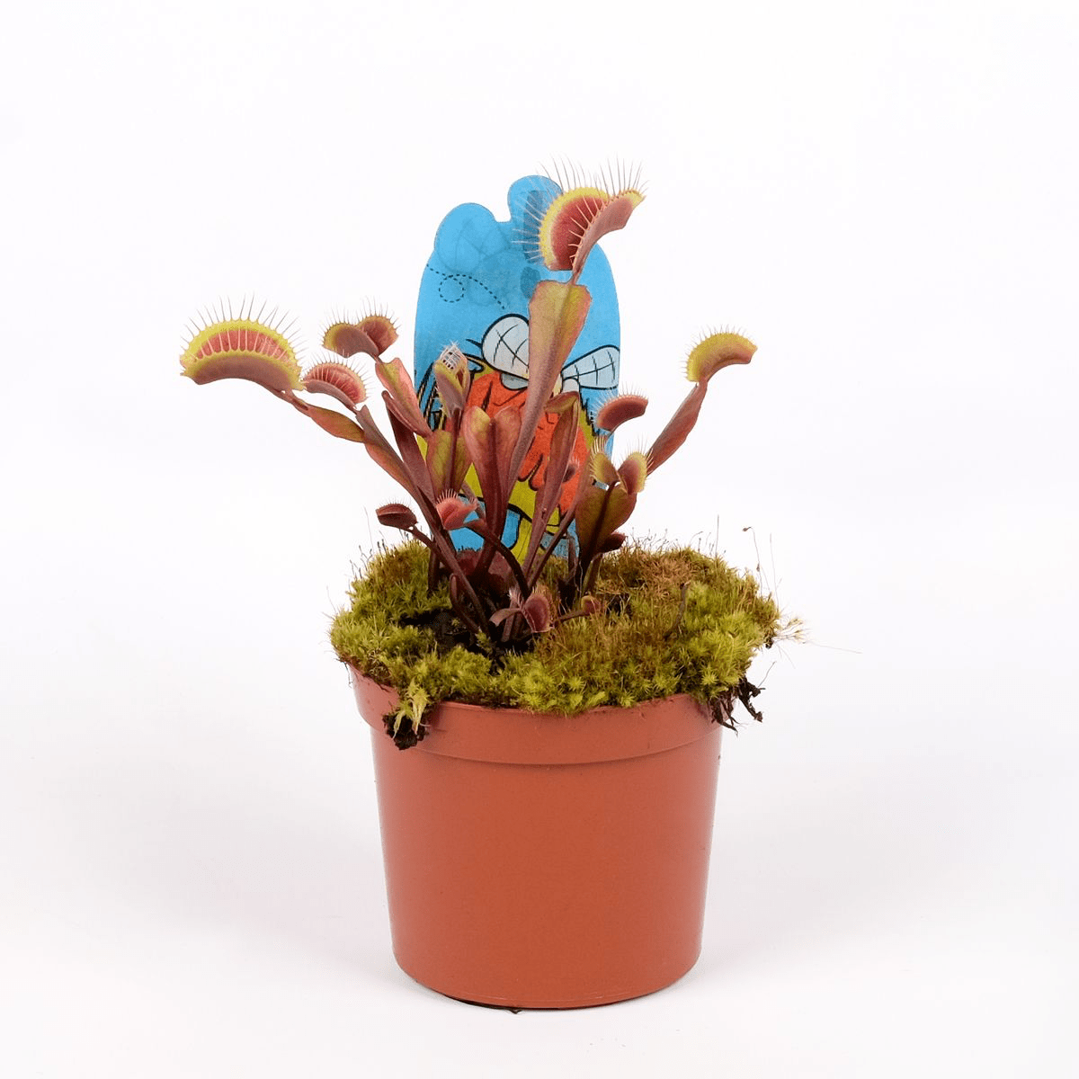 Dionaea muscipula 'Red Dragon' (Venus Flytrap)