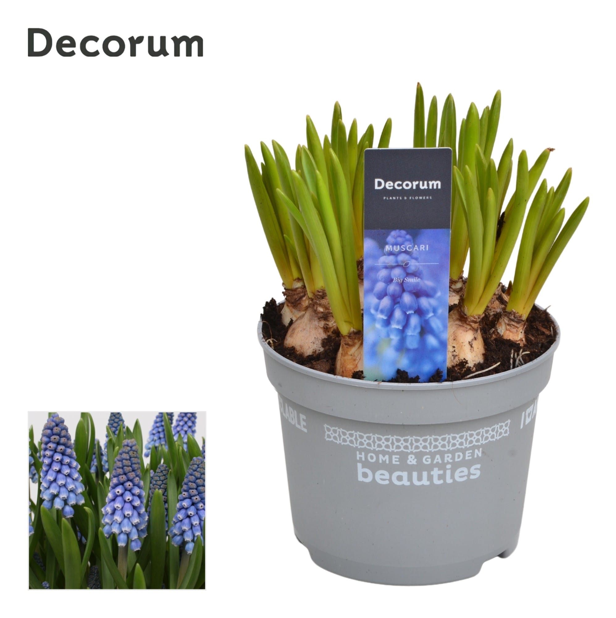 Muscari armeniacum 'Big Smile' (Grape Hyacinth)