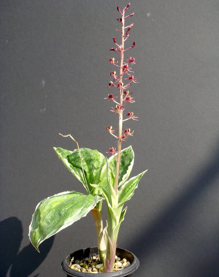 Liparis formosana 'Variegata'