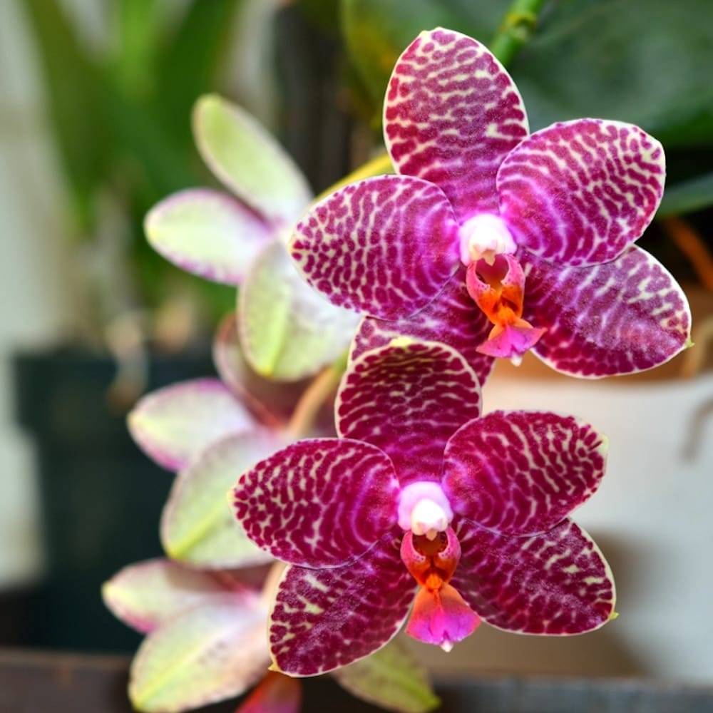 Phalaenopsis Perfection Is 'Chen'