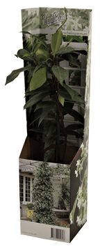 Trachelospermum jasminoides (jaśmin gwiaździsty) - białe pachnące kwiaty (D9cm)