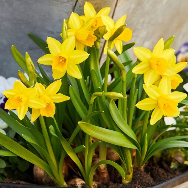 Narcise galbene - Narcissus 'Tête-à-Tête'