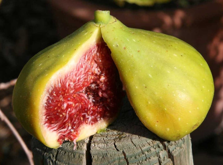 Smochin - Ficus carica 'Precose de Dalmatie'