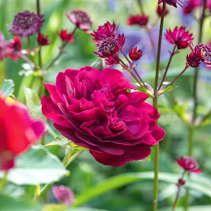 Rosa ‘Darcey Bussell’