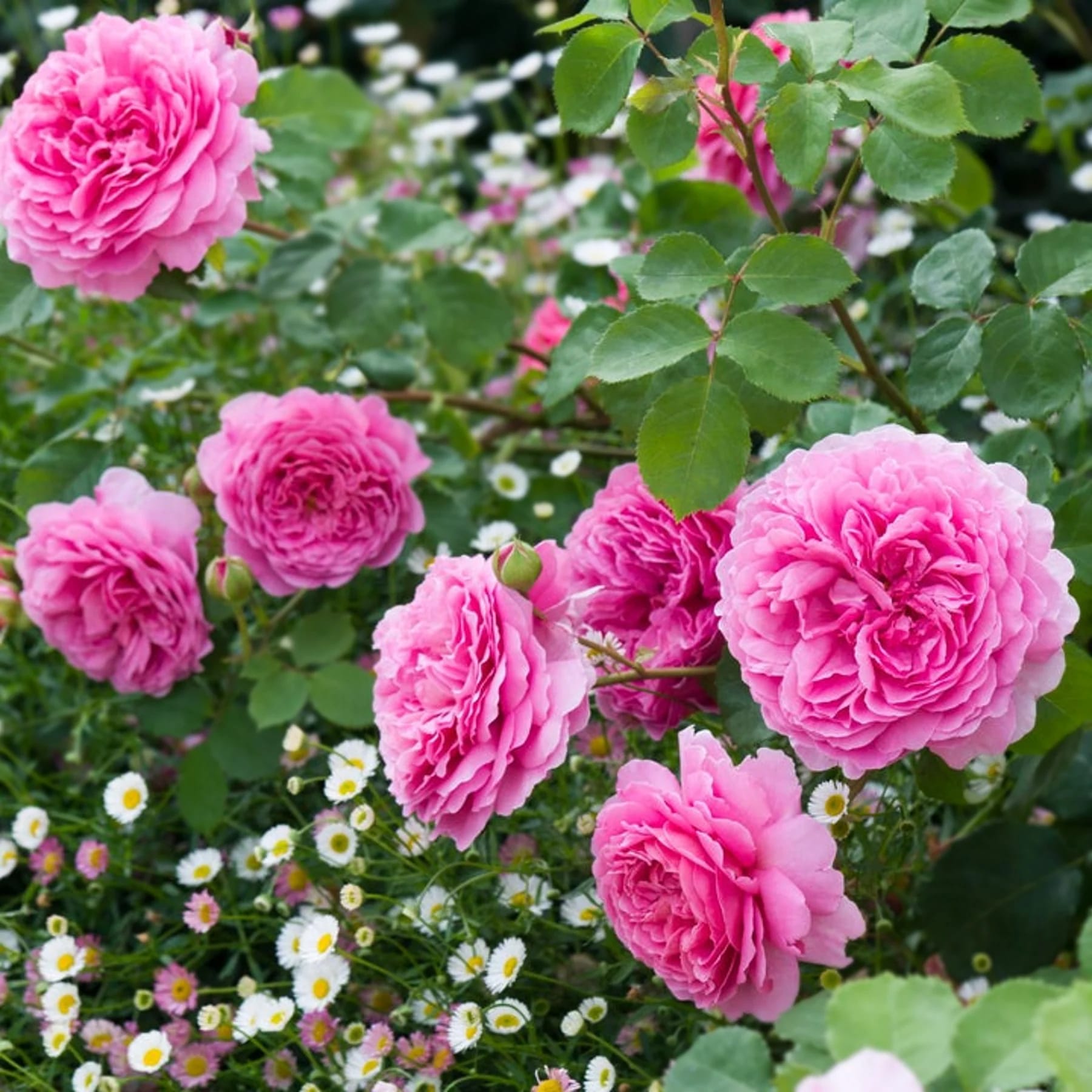 Rosa 'Princess Alexandra of Kent'® - Trandafir englezesc, David
