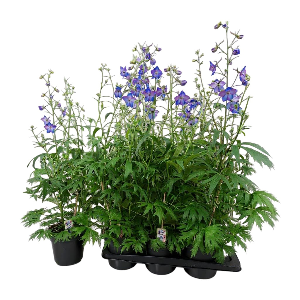 Delphinium (Belladonna Grp) 'Piccolo'- delfinium compact cu flori albastre