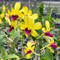 Dendrobium Ooi Peng Peng (Burana Gold × Thongchai Gold)