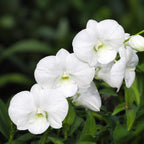 Dendrobium Burana White 'Giant' 