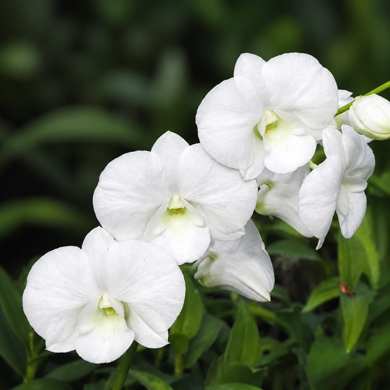 Dendrobium Burana White 'Giant' 