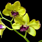 Dendrobium Ooi Peng Peng (Burana Gold × Thongchai Gold)