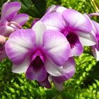 Dendrobium Burana Racha