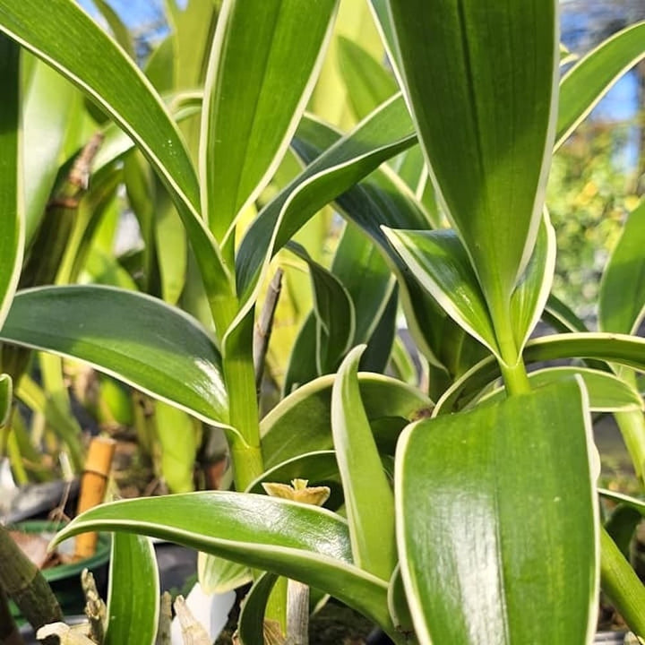 Dendrobium Burana Sundae (variegata)