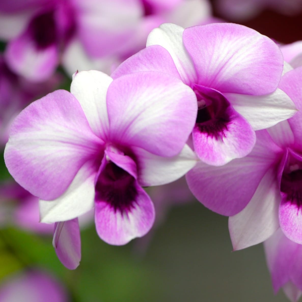 Dendrobium Burana Racha