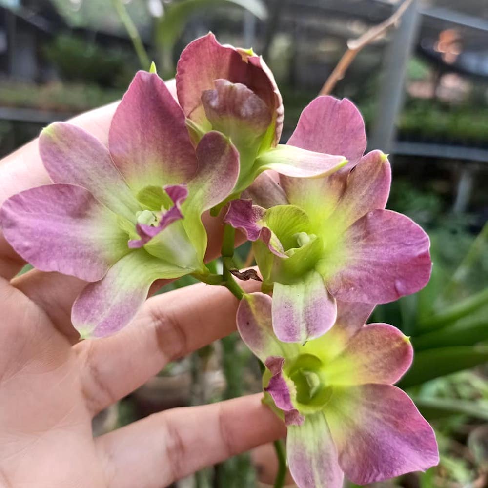 Dendrobium Salaya Candy – Floraria Secret Garden (SG)
