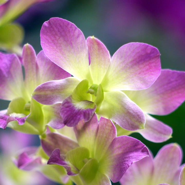 Dendrobium Salaya Candy