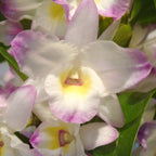 Dendrobium nobile Sea Mary