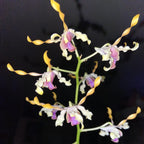 Dendrobium Taiwan Helix (Den. helix × Doctor Uthai)
