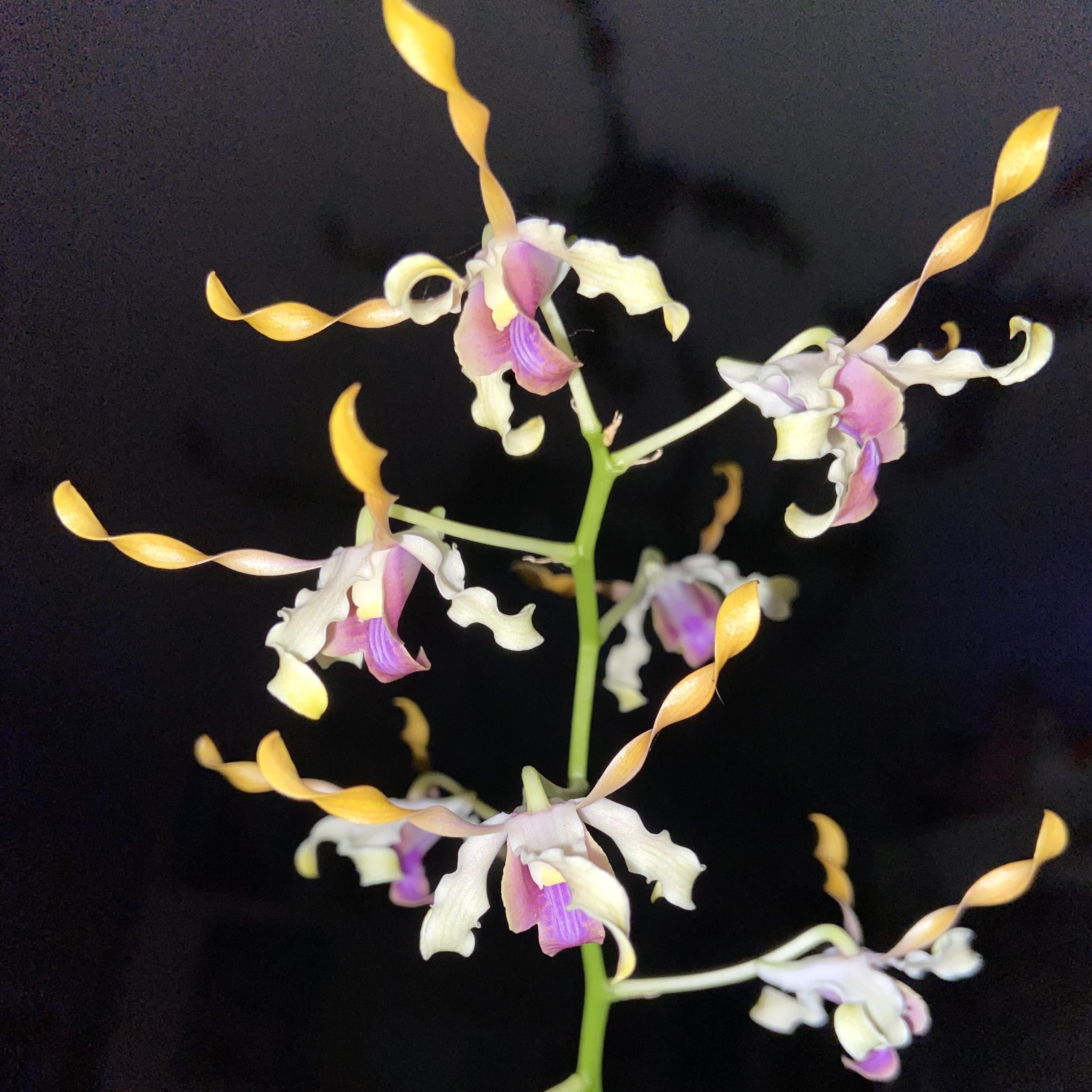 Dendrobium Taiwan Helix (Den. helix × Doctor Uthai)