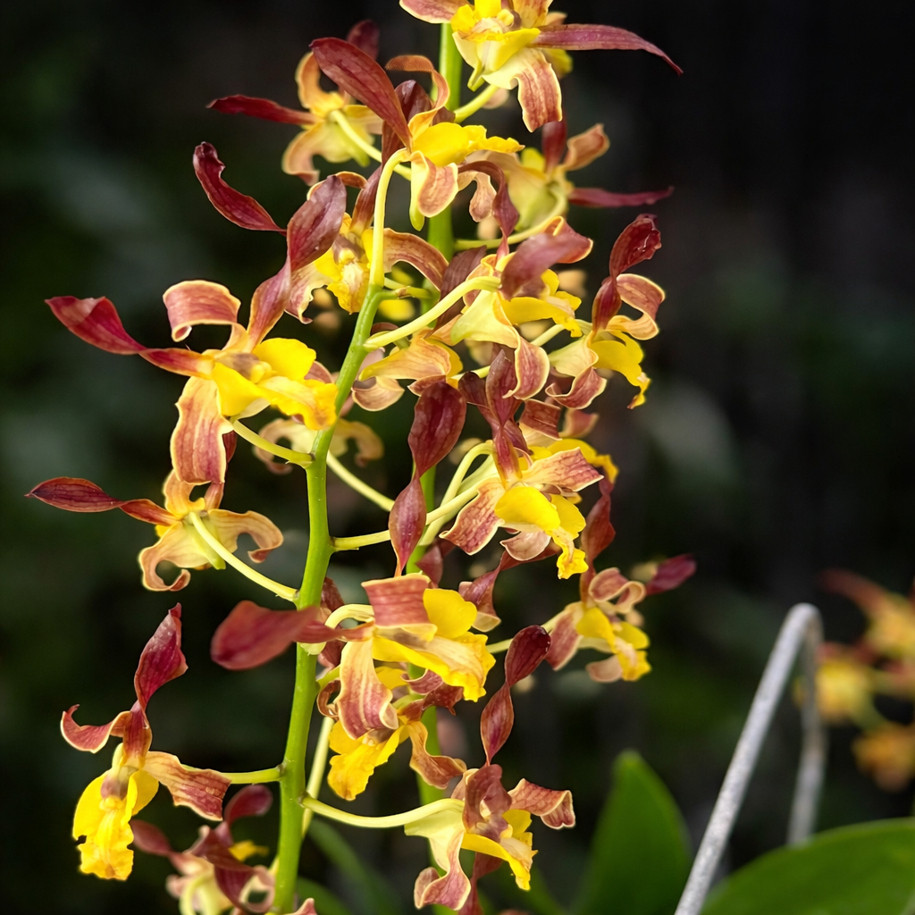 Dendrobium2　セイア Dendrobium Arcadia Twist – Secret Garden Plant Shop