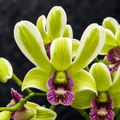 Dendrobium Burana Jade (variegata)