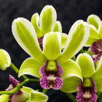 Dendrobium Burana Jade (variegata)