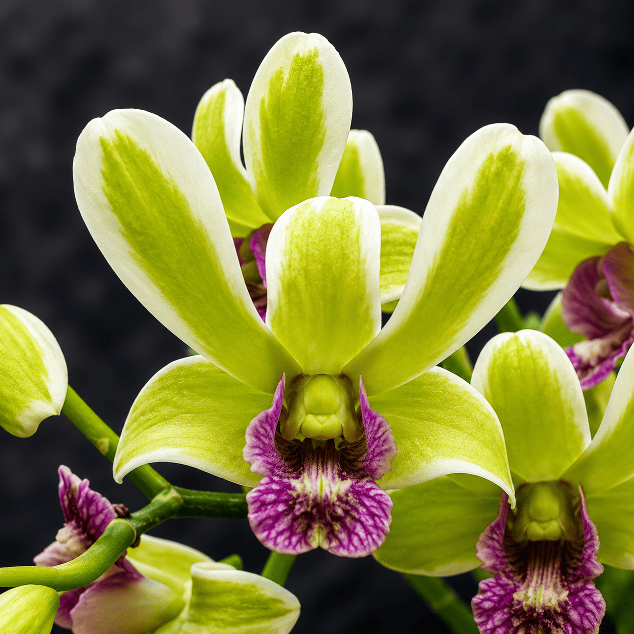 Dendrobium Burana Jade (variegata)