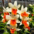 Dendrobium Hsinying Frostymaree 'Fire Bird'