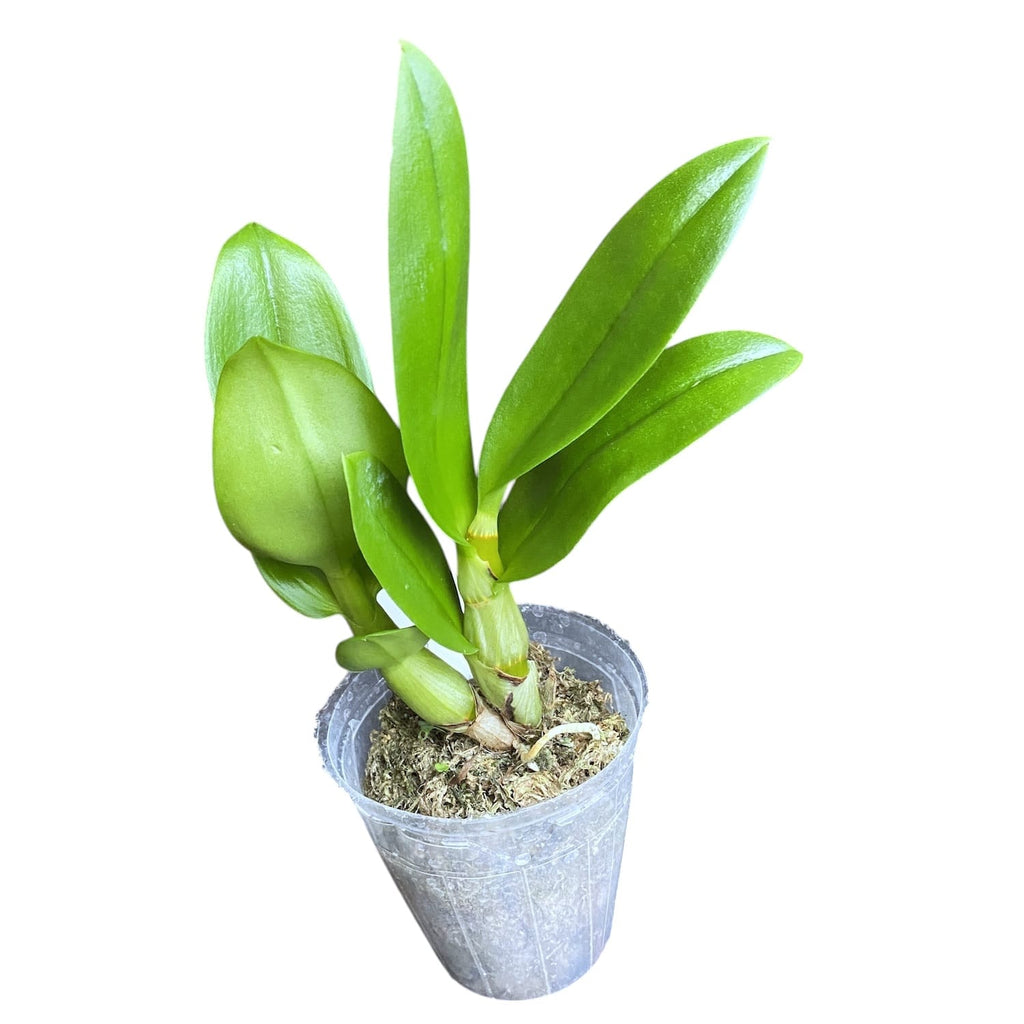 Dendrobium Popeye '2720'