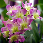Dendrobium Salaya Candy