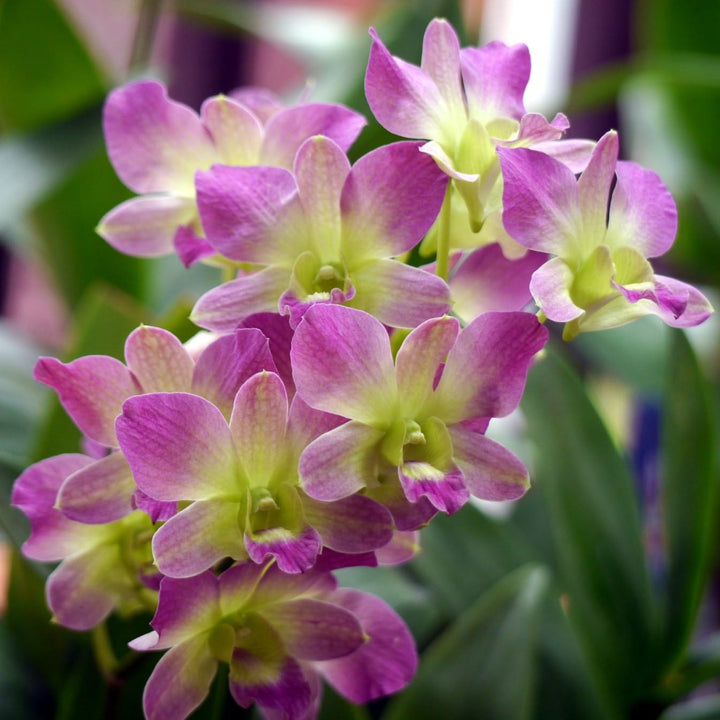 Dendrobium Salaya Candy