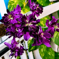 Dendrobium 'Blue Rose'