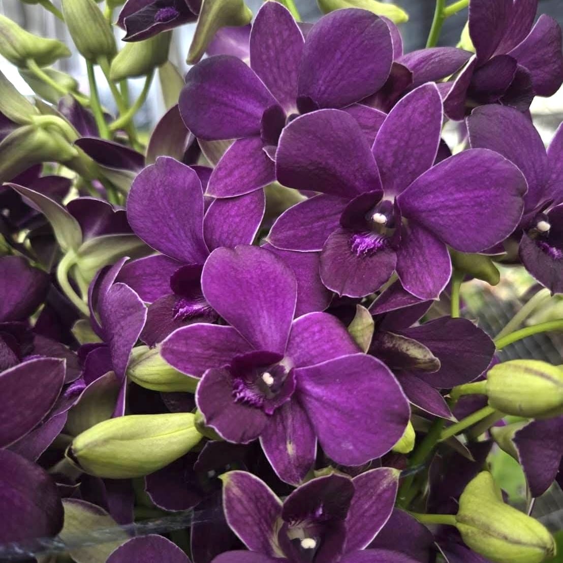 Dendrobium Burana Dark Blue