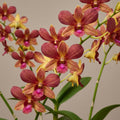 Dendrobium Burana Emerald 