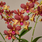 Dendrobium Burana Emerald 