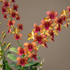Dendrobium Burana Emerald 