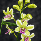 Dendrobium Burana Jade (variegata)