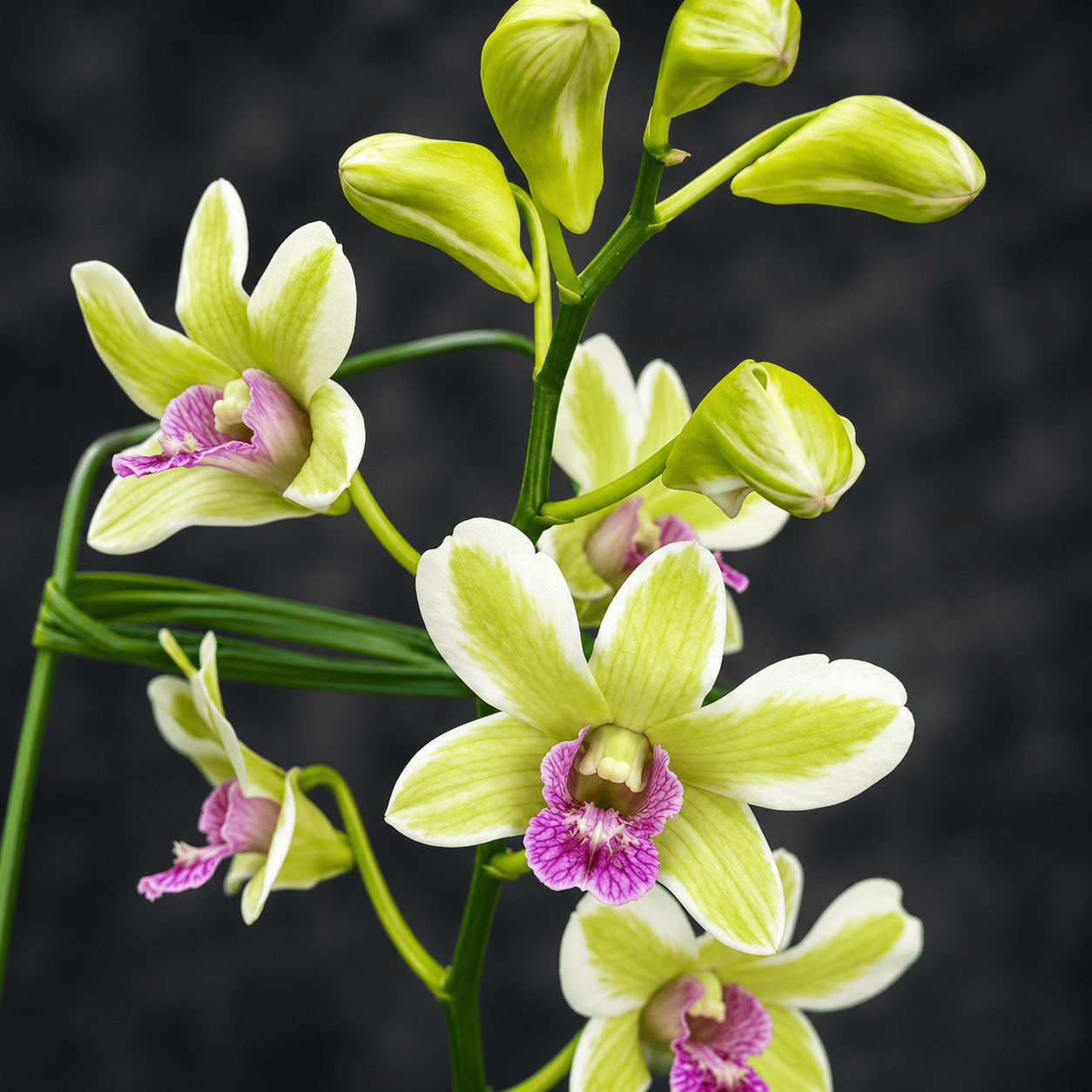 Dendrobium Burana Jade (variegata)