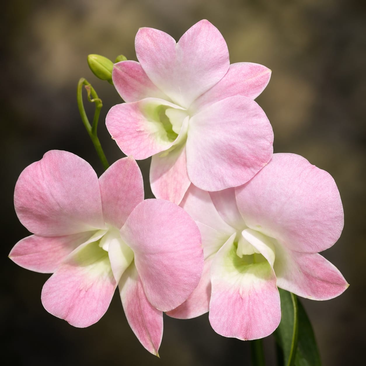 Dendrobium Burana Peach