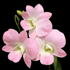 Dendrobium Burana Peach (Dendrobium Phalaenopsis)