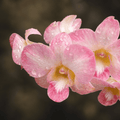 Dendrobium Burana Peach