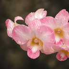 Dendrobium Burana Peach