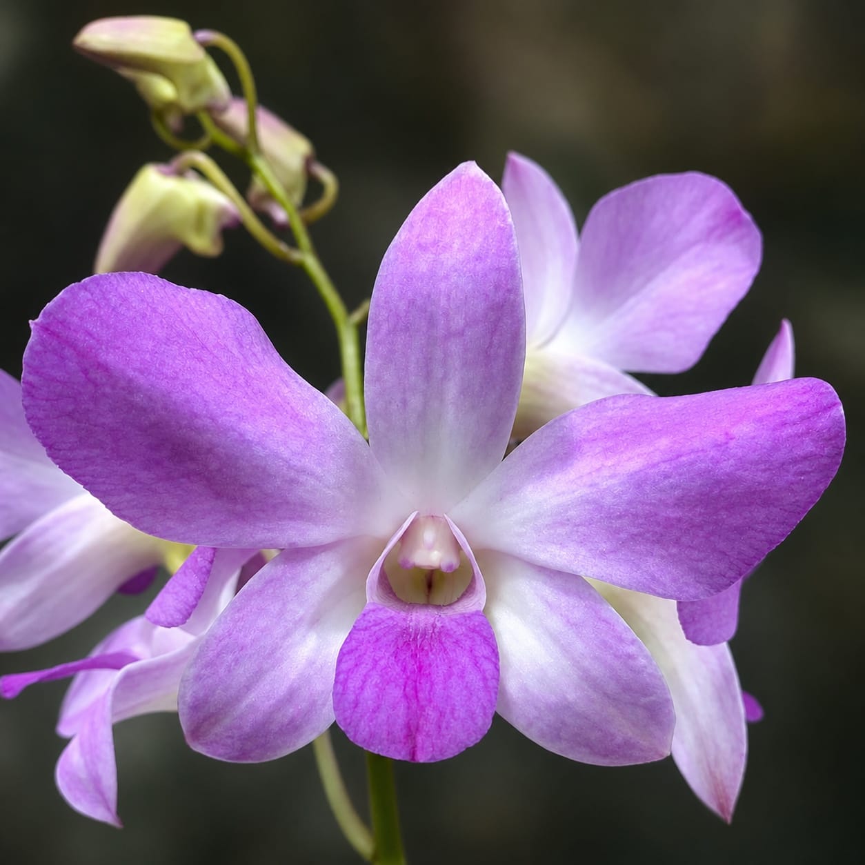 Dendrobium Burana Pinky #1