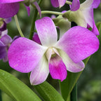 Dendrobium Burana Pinky #1