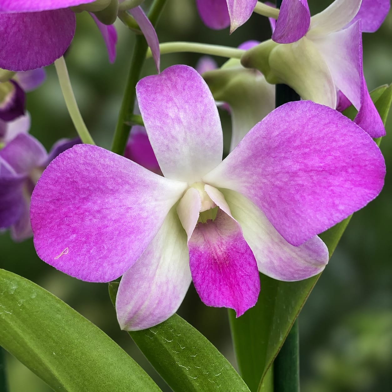Dendrobium Burana Pinky #1
